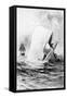 Illustration of the White Whale-A. Burnham Shute-Framed Stretched Canvas