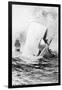 Illustration of the White Whale-A. Burnham Shute-Framed Giclee Print