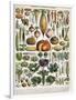 Illustration of Vegetable Varieties, C.1905-10-Alillot-Framed Giclee Print