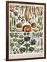 Illustration of Vegetable Varieties, C.1905-10-Alillot-Framed Giclee Print