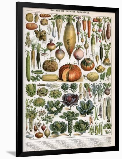 Illustration of Vegetable Varieties, C.1905-10-Alillot-Framed Giclee Print