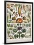 Illustration of Vegetable Varieties, C.1905-10-Alillot-Framed Giclee Print