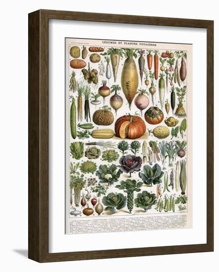 Illustration of Vegetable Varieties, C.1905-10-Alillot-Framed Giclee Print