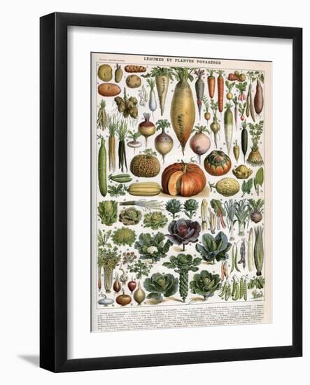 Illustration of Vegetable Varieties, C.1905-10-Alillot-Framed Giclee Print