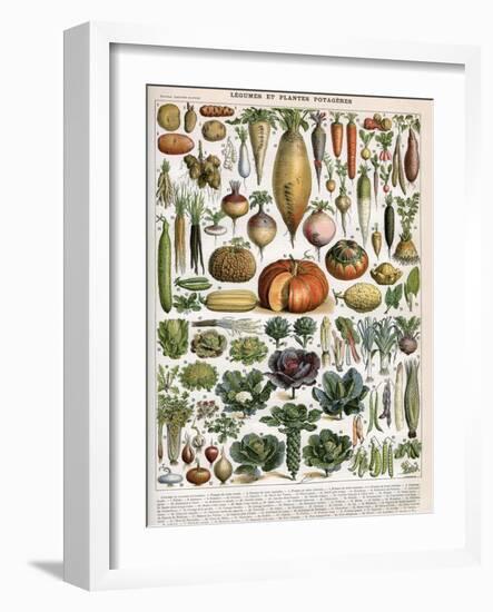 Illustration of Vegetable Varieties, C.1905-10-Alillot-Framed Giclee Print