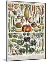 Illustration of Vegetable Varieties, C.1905-10-Alillot-Mounted Giclee Print