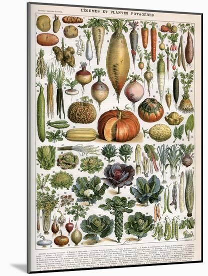 Illustration of Vegetable Varieties, C.1905-10-Alillot-Mounted Giclee Print