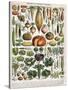 Illustration of Vegetable Varieties, C.1905-10-Alillot-Stretched Canvas