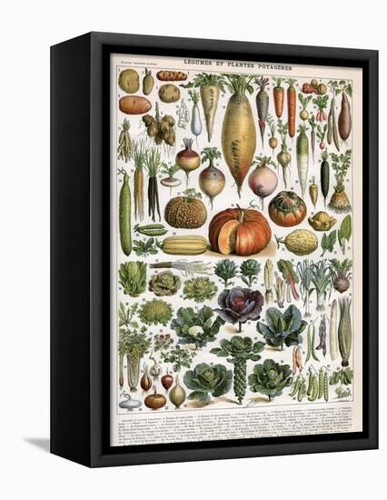 Illustration of Vegetable Varieties, C.1905-10-Alillot-Framed Stretched Canvas