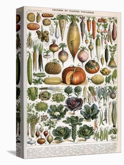 Illustration of Vegetable Varieties, C.1905-10-Alillot-Stretched Canvas
