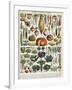 Illustration of Vegetable Varieties, C.1905-10-Alillot-Framed Giclee Print