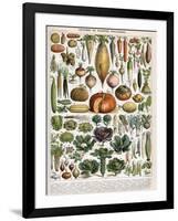 Illustration of Vegetable Varieties, C.1905-10-Alillot-Framed Giclee Print