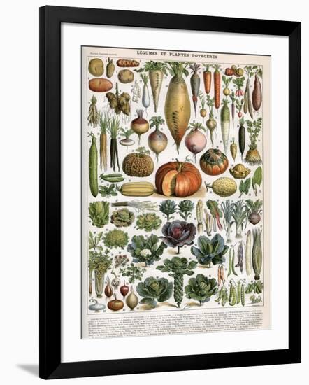 Illustration of Vegetable Varieties, C.1905-10-Alillot-Framed Giclee Print