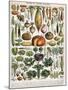 Illustration of Vegetable Varieties, C.1905-10-Alillot-Mounted Giclee Print