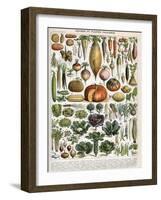 Illustration of Vegetable Varieties, C.1905-10-Alillot-Framed Premium Giclee Print