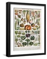 Illustration of Vegetable Varieties, C.1905-10-Alillot-Framed Premium Giclee Print