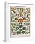 Illustration of Vegetable Varieties, C.1905-10-Alillot-Framed Premium Giclee Print