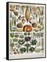 Illustration of Vegetable Varieties, C.1905-10-Alillot-Framed Stretched Canvas