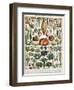 Illustration of Vegetable Varieties, C.1905-10-Alillot-Framed Giclee Print