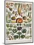 Illustration of Vegetable Varieties, C.1905-10-Alillot-Mounted Giclee Print