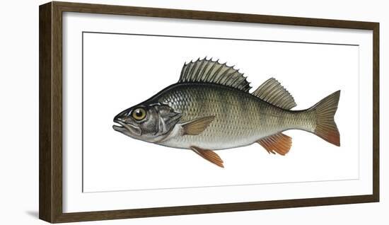 Illustration, Perch, Perca Fluviatilis, Not Freely for Book-Industry, Series-Carl-Werner Schmidt-Luchs-Framed Photographic Print