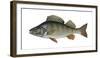 Illustration, Perch, Perca Fluviatilis, Not Freely for Book-Industry, Series-Carl-Werner Schmidt-Luchs-Framed Photographic Print