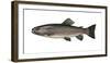 Illustration, Rainbow-Trout, Oncorhynchus Mykiss, Not Freely for Book-Industry, Series-Carl-Werner Schmidt-Luchs-Framed Photographic Print