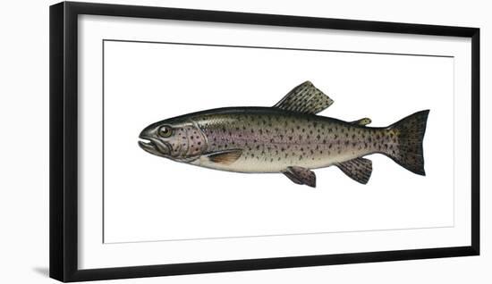 Illustration, Rainbow-Trout, Oncorhynchus Mykiss, Not Freely for Book-Industry, Series-Carl-Werner Schmidt-Luchs-Framed Photographic Print