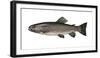 Illustration, Rainbow-Trout, Oncorhynchus Mykiss, Not Freely for Book-Industry, Series-Carl-Werner Schmidt-Luchs-Framed Photographic Print