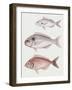 Illustration Representing Axillary Seabream Pagellus Acarne-null-Framed Giclee Print