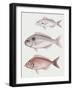 Illustration Representing Axillary Seabream Pagellus Acarne-null-Framed Giclee Print