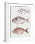 Illustration Representing Axillary Seabream Pagellus Acarne-null-Framed Giclee Print