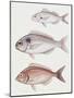 Illustration Representing Axillary Seabream Pagellus Acarne-null-Mounted Giclee Print