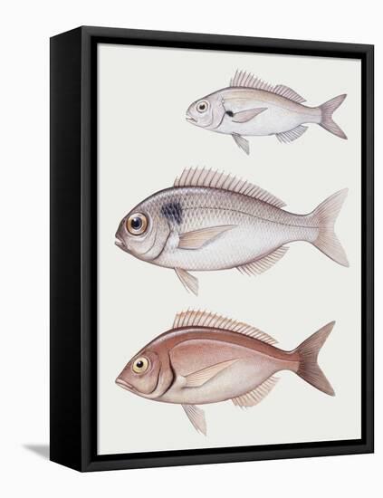 Illustration Representing Axillary Seabream Pagellus Acarne-null-Framed Stretched Canvas