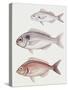 Illustration Representing Axillary Seabream Pagellus Acarne-null-Stretched Canvas