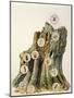 Illustration Representing Ecosystem Comprising Tree Trunk-null-Mounted Giclee Print