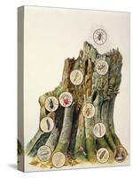 Illustration Representing Ecosystem Comprising Tree Trunk-null-Stretched Canvas