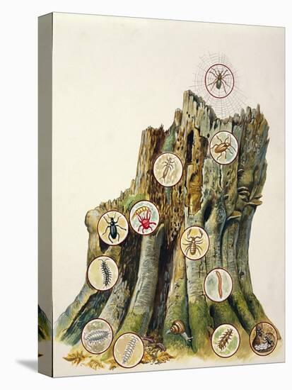 Illustration Representing Ecosystem Comprising Tree Trunk-null-Stretched Canvas