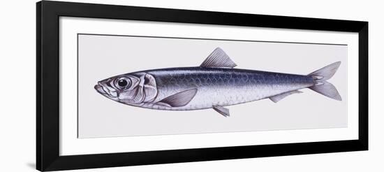 Illustration Representing European Seabass Dicentrarchus Labrax-null-Framed Giclee Print