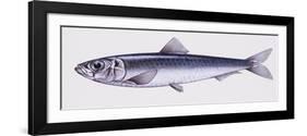 Illustration Representing European Seabass Dicentrarchus Labrax-null-Framed Giclee Print
