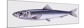 Illustration Representing European Seabass Dicentrarchus Labrax-null-Mounted Giclee Print