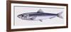 Illustration Representing European Seabass Dicentrarchus Labrax-null-Framed Giclee Print