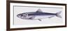 Illustration Representing European Seabass Dicentrarchus Labrax-null-Framed Premium Giclee Print