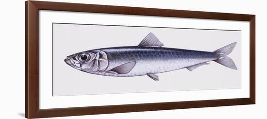 Illustration Representing European Seabass Dicentrarchus Labrax-null-Framed Premium Giclee Print