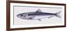 Illustration Representing European Seabass Dicentrarchus Labrax-null-Framed Premium Giclee Print