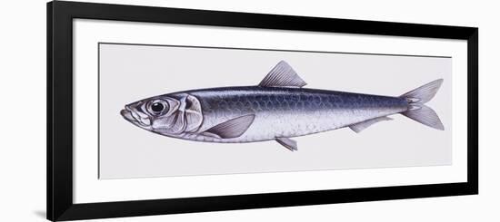 Illustration Representing European Seabass Dicentrarchus Labrax-null-Framed Premium Giclee Print