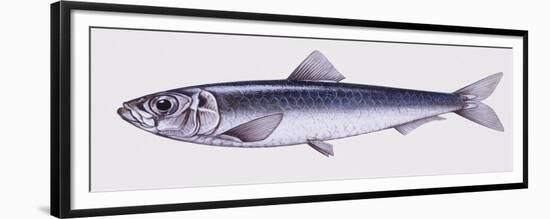 Illustration Representing European Seabass Dicentrarchus Labrax-null-Framed Premium Giclee Print