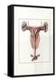 Illustration Representing Female Reproductive System of Kangaroo Macropus-null-Framed Stretched Canvas