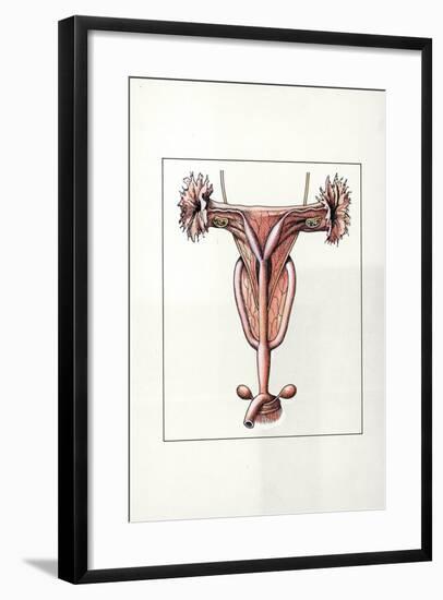 Illustration Representing Female Reproductive System of Kangaroo Macropus-null-Framed Giclee Print