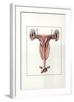 Illustration Representing Female Reproductive System of Kangaroo Macropus-null-Framed Giclee Print